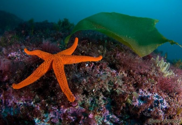  Vida submarina 